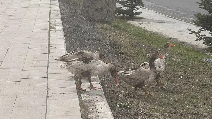 Ağrı'da kaz ailesi çevre yolunda görüntülendi