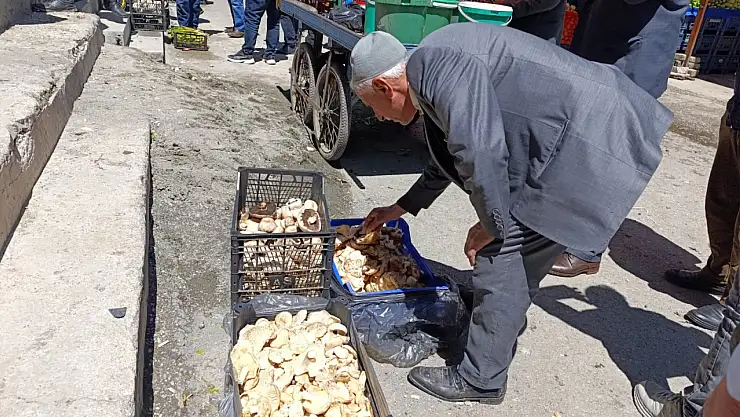 Ağrı'da köy mantarı tezgâhlarda yerini aldı