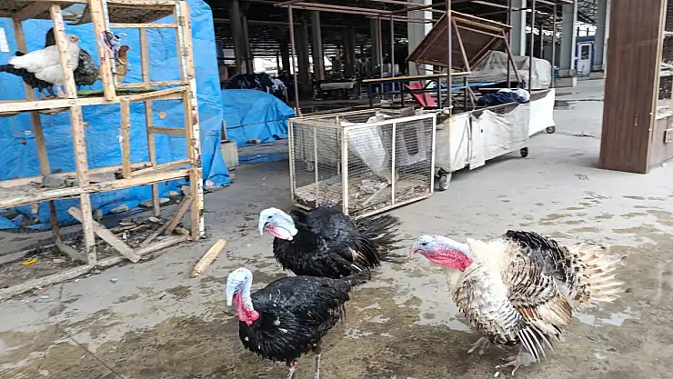 Ağrı'da kümes hayvanları pazarın ilgi odağı oldu