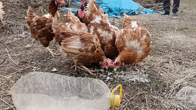 Ağrı'da mevsimlik tavuk yetiştiriciliği ilgi görüyor