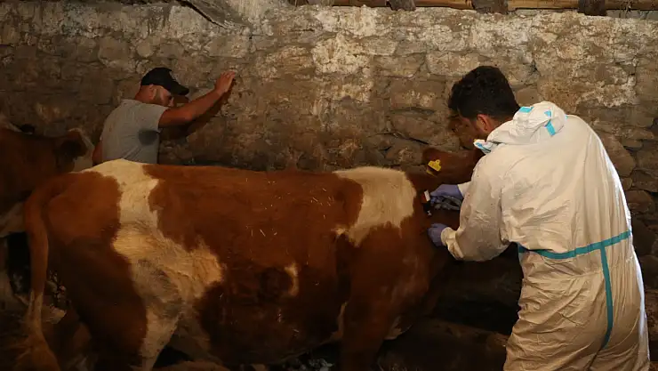 Ağrı'da şap hastalığına karşı aşılama çalışmaları sürüyor