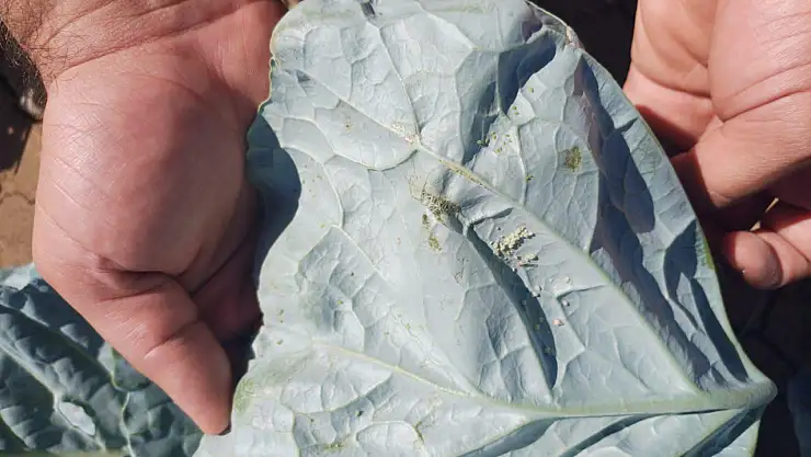 Ağrı'da sebze üretim alanlarında bitki sağlığı kontrolleri sürüyor