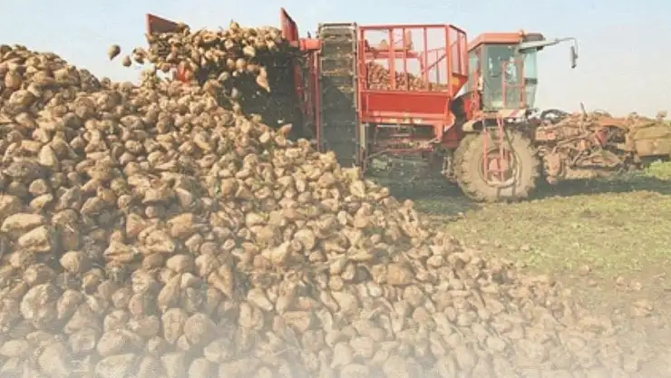 Ağrı'da şeker pancarı üreticisine müjde: Fiyatlar güncellendi