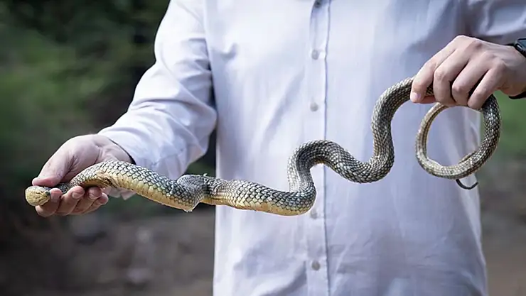 Ağrı'da Sıklıkla Yılan Görülmesinin Sebebi Nedir, Doğa Hangi Mesajı Veriyor?