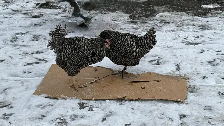 Ağrı'da siyah beyaz tavuklar halkın ilgisini çekti