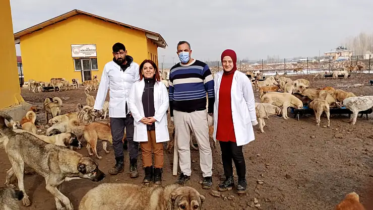 Ağrı'da sokak hayvanları barınağa götürülüyor