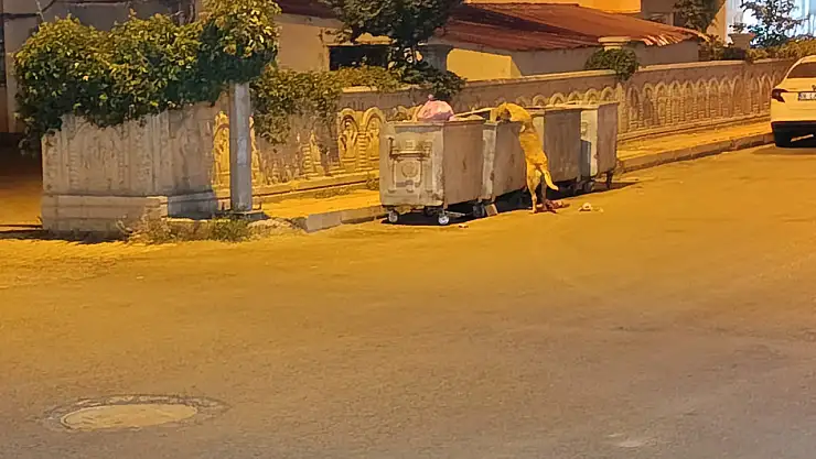 Ağrı'da sokak hayvanlarına yazın da sahip çıkalım çağrısı yapıldı