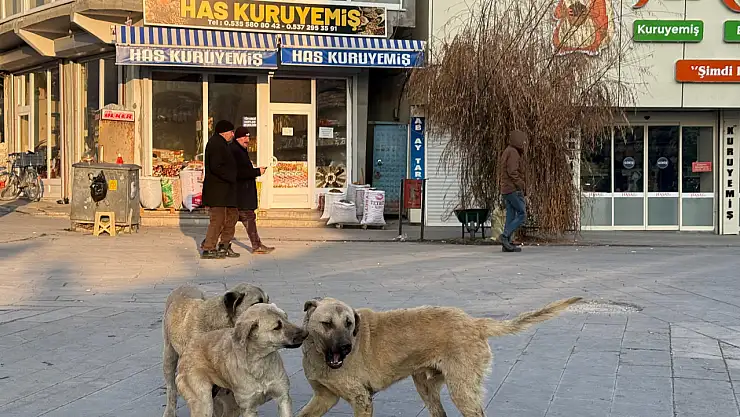 Ağrı'da sokak köpeklerinin eğlenceli anları görüntülendi