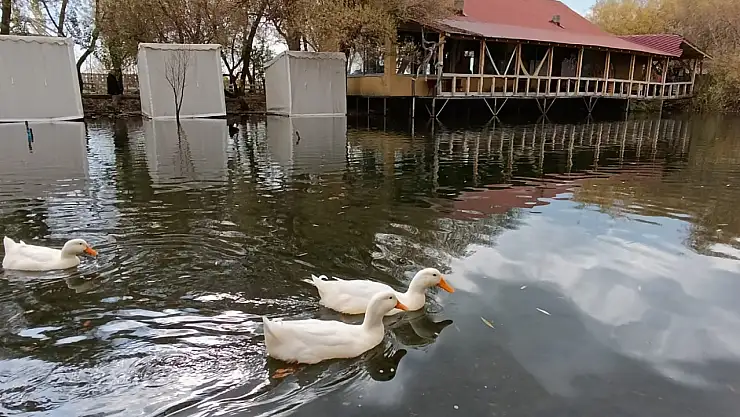 Ağrı'da sonbahar havası, nehir üstünde ördeklerle renklendi