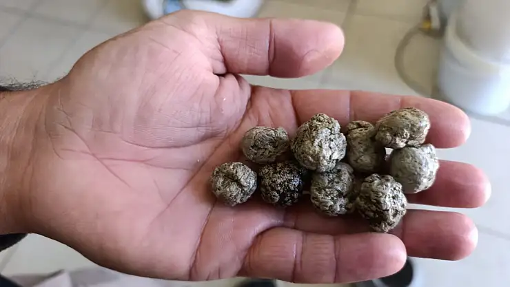 Ağrı'da sonbahar şifası: Dağ sakızı boğaz ve mideye iyi geliyor