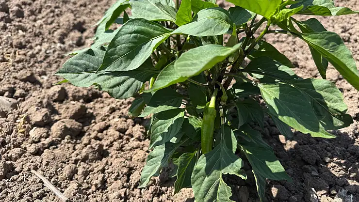 Ağrı'da tarım destekleri için arazi kontrolleri devam ediyor