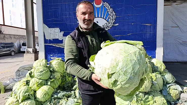 Ağrı'da vatandaşlar kış sofralarını süslemek için lahana alışverişinde
