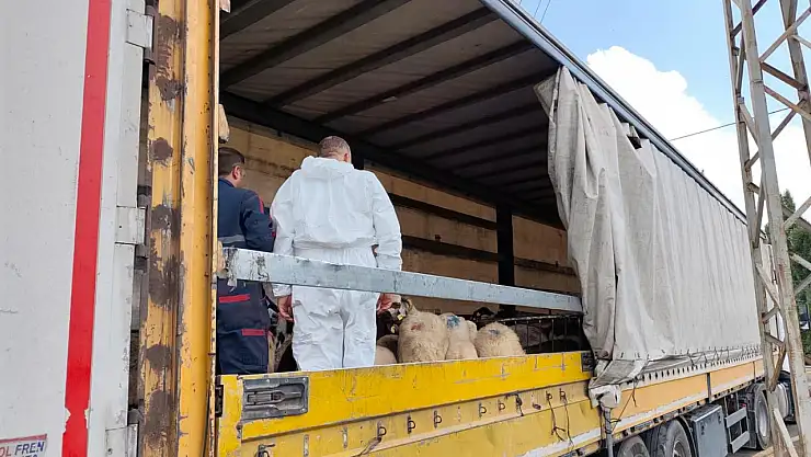 Ağrı'da yol kontrolünde küpesiz hayvan alarmı