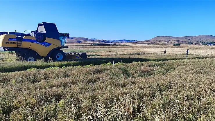 Ağrı'da yüksek rakımda çörek otu denemesi rekor verimle sonuçlandı