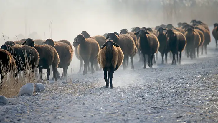 Ağrı Dağı eteklerindeki çiftlikte kuzu bereketi bekleniyor
