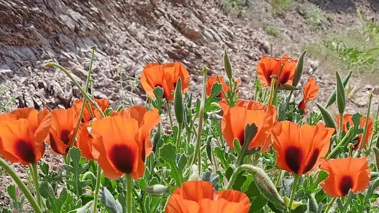 Ağrı Dağı'nda sessiz bir bahar: Doğanın renkli uyanışı