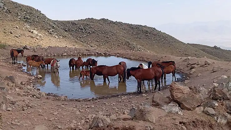 Ağrı Dağı'nın sessiz emekçileri: Yük taşıyan atlar