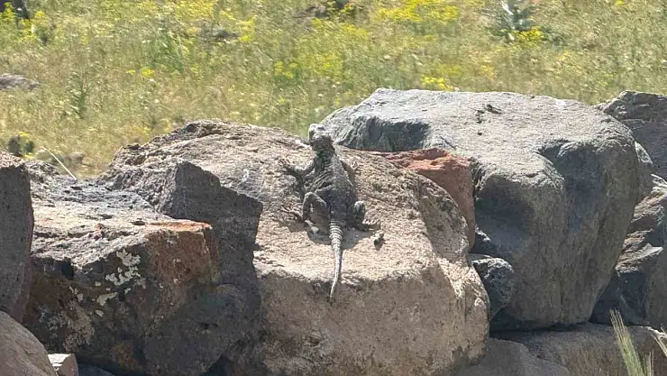 Ağrı Dağı'nın Zara'larında Nadir Görülen Kafkas Keleri İlk Kez Görüntülendi!