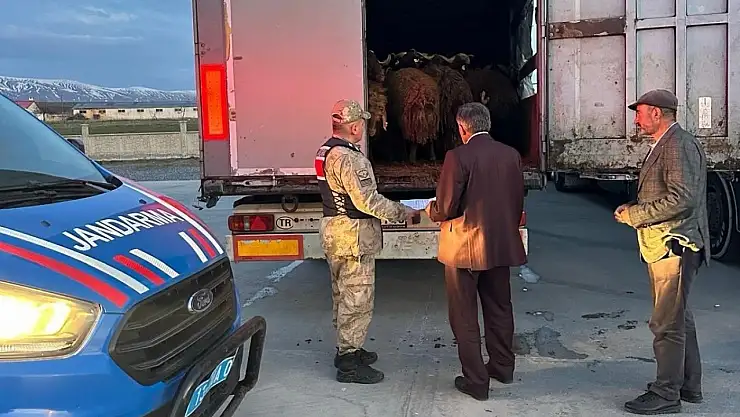 Ağrı'dan çalınan koyunlar Bitlis girişinde ele geçirildi