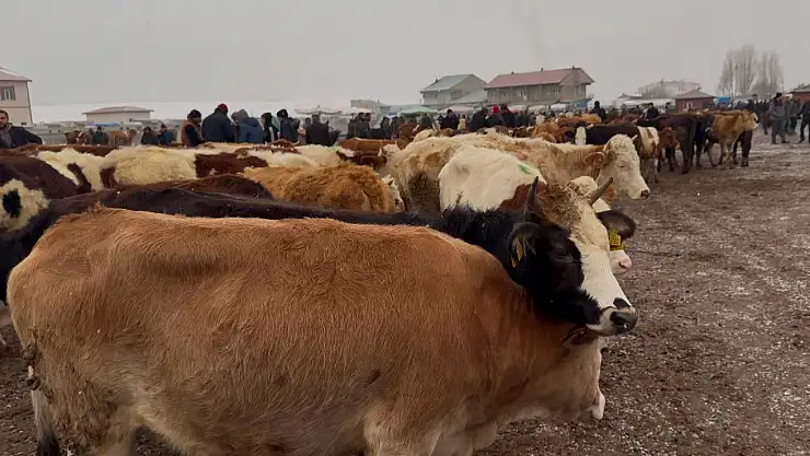 Ağrı Hayvan Borsası'nda sevimli görüntüler kameralara yansıdı