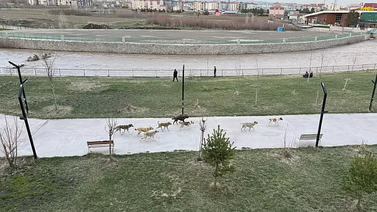 Ağrı Millet Bahçesi'nde köpek sürüsü görüntülendi