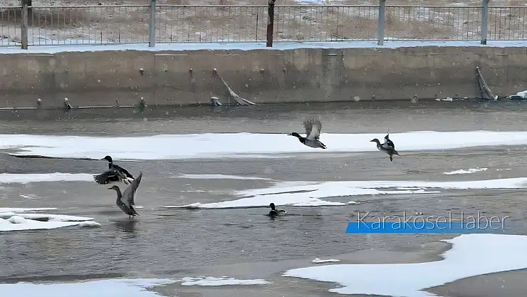 Ağrı Murat Nehri'nin sessiz misafirleri