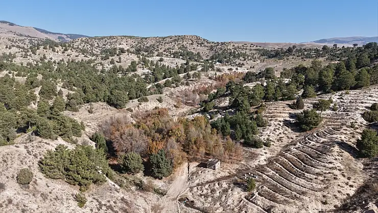 Ağrı'nın da dahil olduğu bal ormanı projesi büyüyor: Arıcılık için yeni fırsatlar doğuyor
