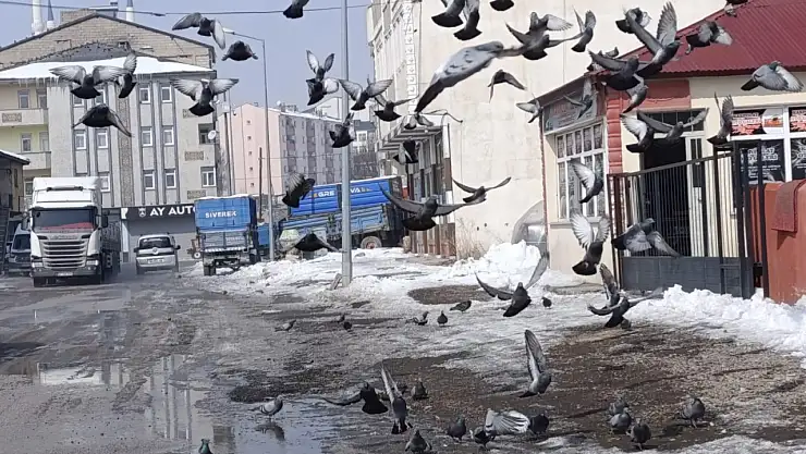 Ağrı'nın kış şartlarına direnen güvercinler görüntülendi