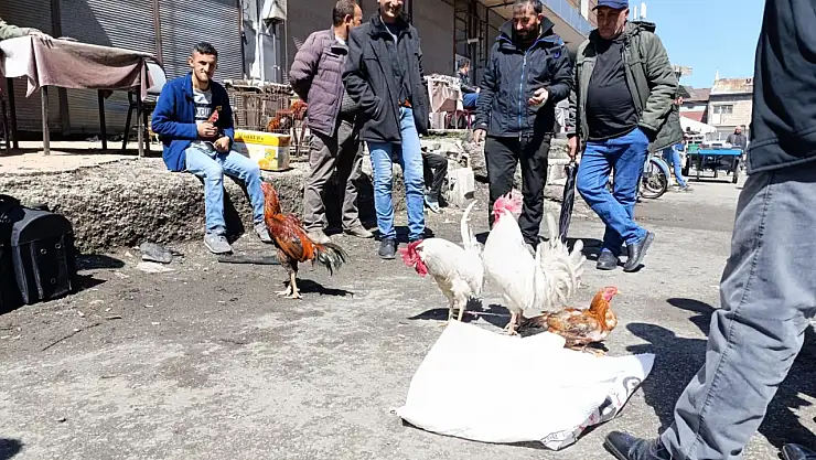 Ağrı sebze pazarında canlı tavuklar ilgi odağı oldu