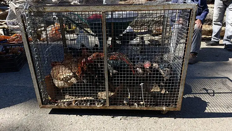 Ağrı sebze pazarında canlı tavuk satışları devam ediyor