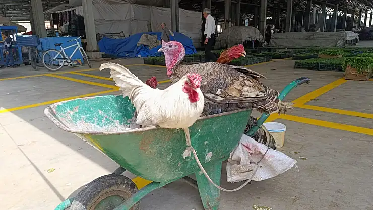 Ağrı'da gezici kümes: El arabasında ekmek mücadelesi