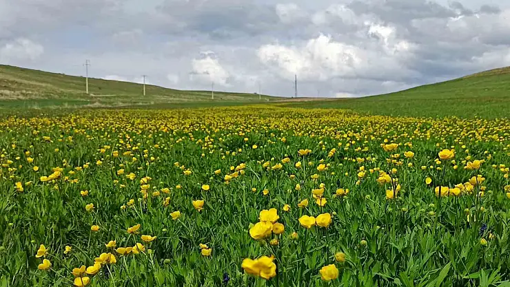 Ahlat Ovaları Baharın Renkleriyle Canlandı