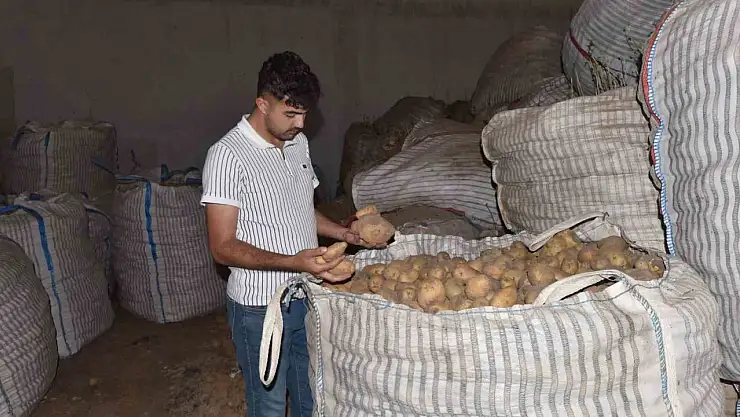 Ahlat'ta 20 bin ton patates alıcı bekliyor, çiftçiler destek istiyor!