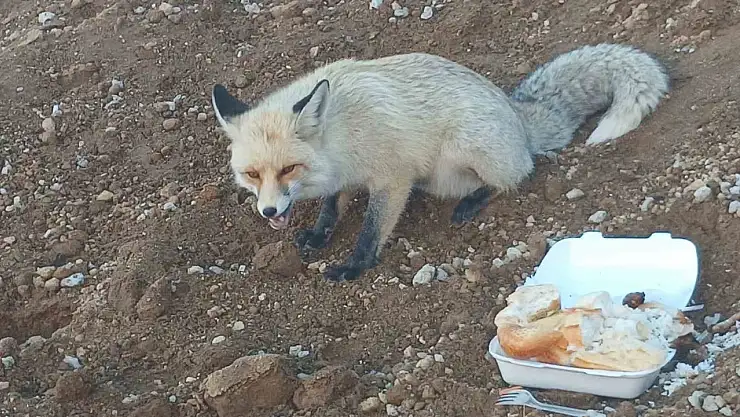 Ahlat'ta işçilerden tilkiye dostluk: Madenin yeni maskotu!