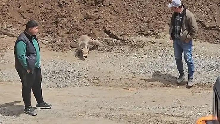 Ahlat'taki Pomza Ocağı'nın Yeni Misafiri: Tilki Her Gün İşçilerin Yanında!
