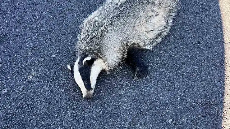 Akyaka'da nesli tükenmekte olan porsuk araca çarparak hayatını kaybetti