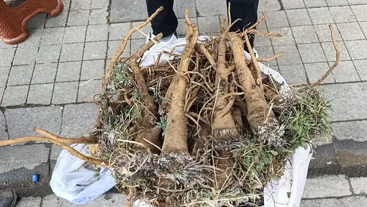 Aladağ'dan toplanan yabani havuç kökü Ağrı'da ilgi görüyor