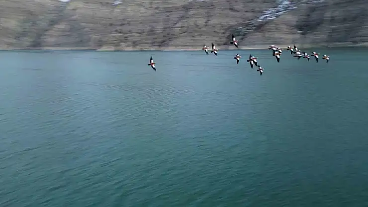 Angıt kuşları, Tortum Gölünü mesken tuttu