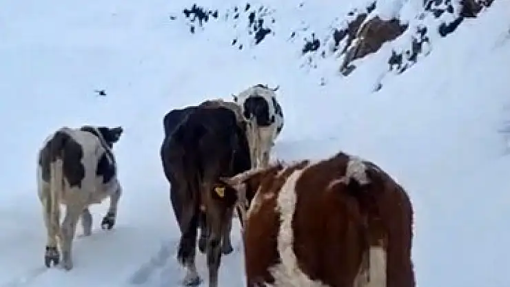 Ani kar yağışı meradaki büyükbaş hayvanları zor durumda bıraktı, köylüler çaresiz kaldı