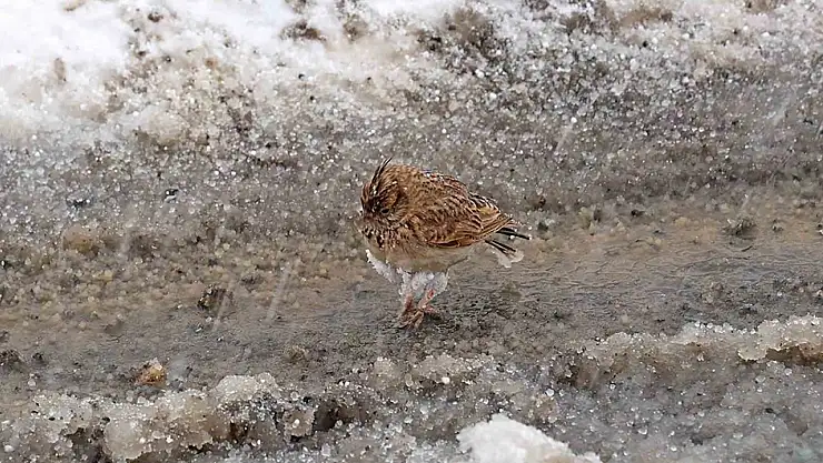 Aniden bastıran nisan karı kuşları da zor durumda bıraktı