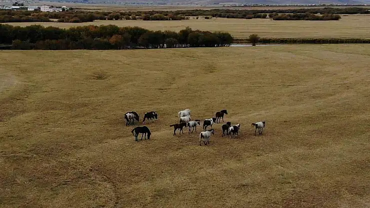 Ardahan'daki Yılkı Atları Dronla Görüntülendi: Doğa Turizmi Potansiyelini Ortaya Çıkarıyor