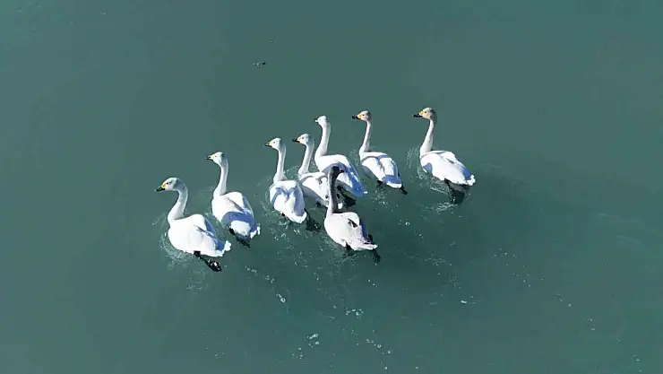 Arin Gölü'nde Sonbahar-Kış Göçü: Ötücü Kuğuların Büyüleyici Dansı Göz Kamaştırıyor