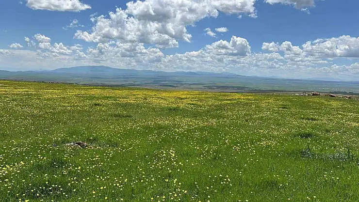 Arpaçay Ovası'nda baharın renk cümbüşü: Doğaseverler ve fotoğraf tutkunları akın ediyor!
