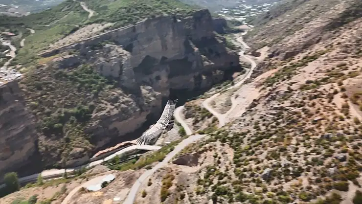 Artvin'de Dron Kamerasında İlginç Anlar: Akbaba Görüntülendi!