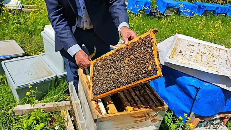 Artvin'de Zirai Don Arıcılığı Vurdu: Bal Üretiminde Büyük Kayıp Bekleniyor
