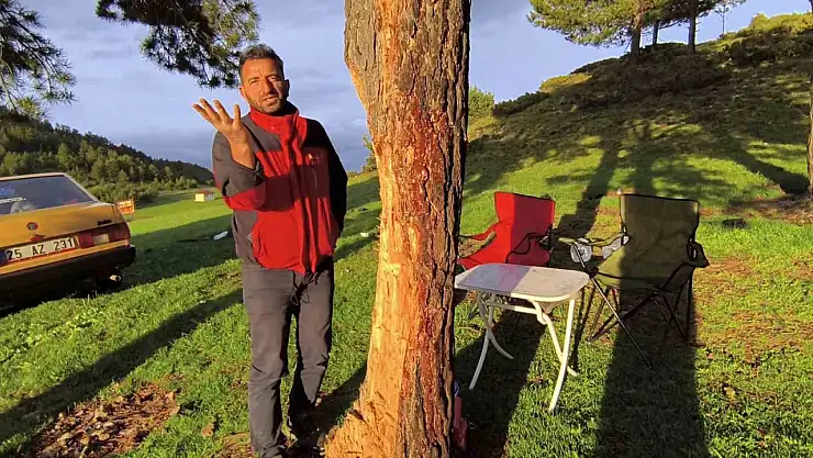 Asırlık Çam Ağaçları Yangın Tehdidi Altında: Doğa Koruma Uyarısı!