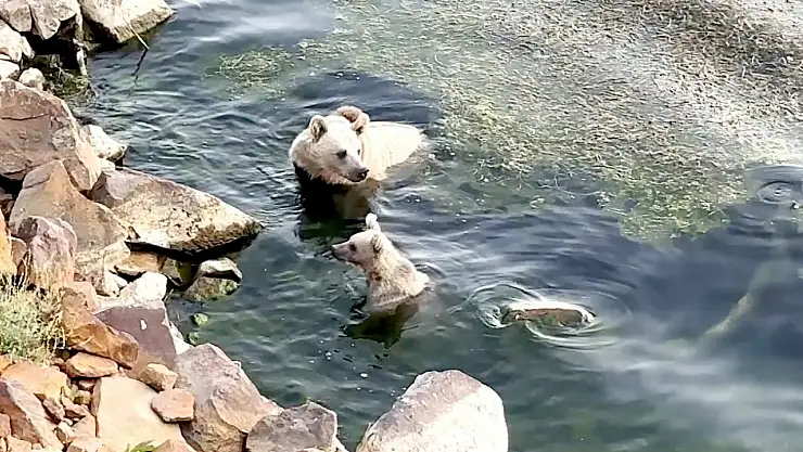 Ayılar Sıcak Havanın Kaçış Noktası Olarak Nemrut'un Serin Sularını Seçti!