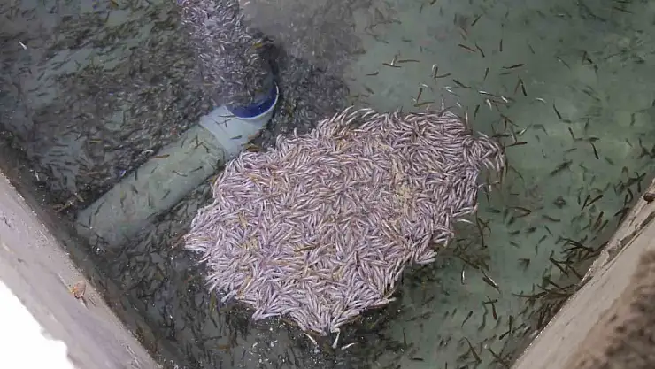Bağbaşı Mahallesi'ndeki Alabalık Tesisi'nde Binlerce Yavru Balığın Ölümü Şok Etti