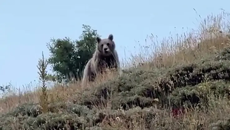 Bağırarak Ayıyı Korkutup Uzaklaştırdı