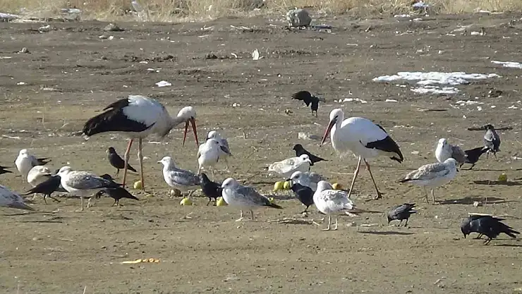 Van'da göç etmeyen leylekler kışa direniyor